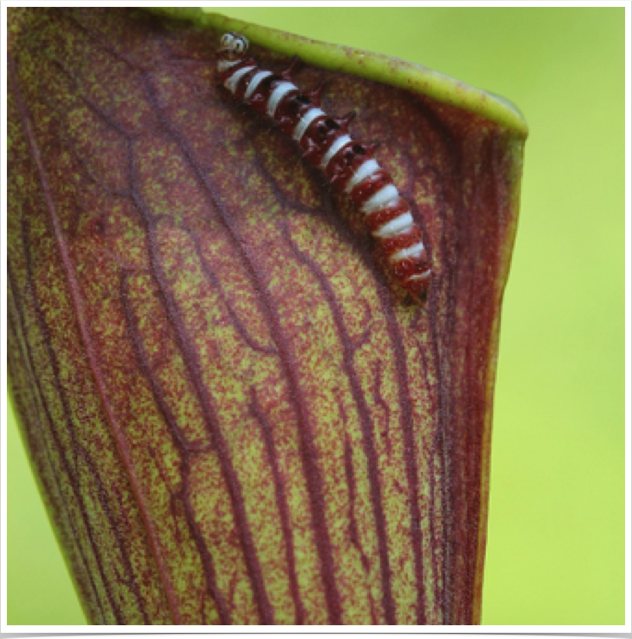 Exyra ridingsii
Riding's Pitcherplant Looper
Stone County, Mississippi